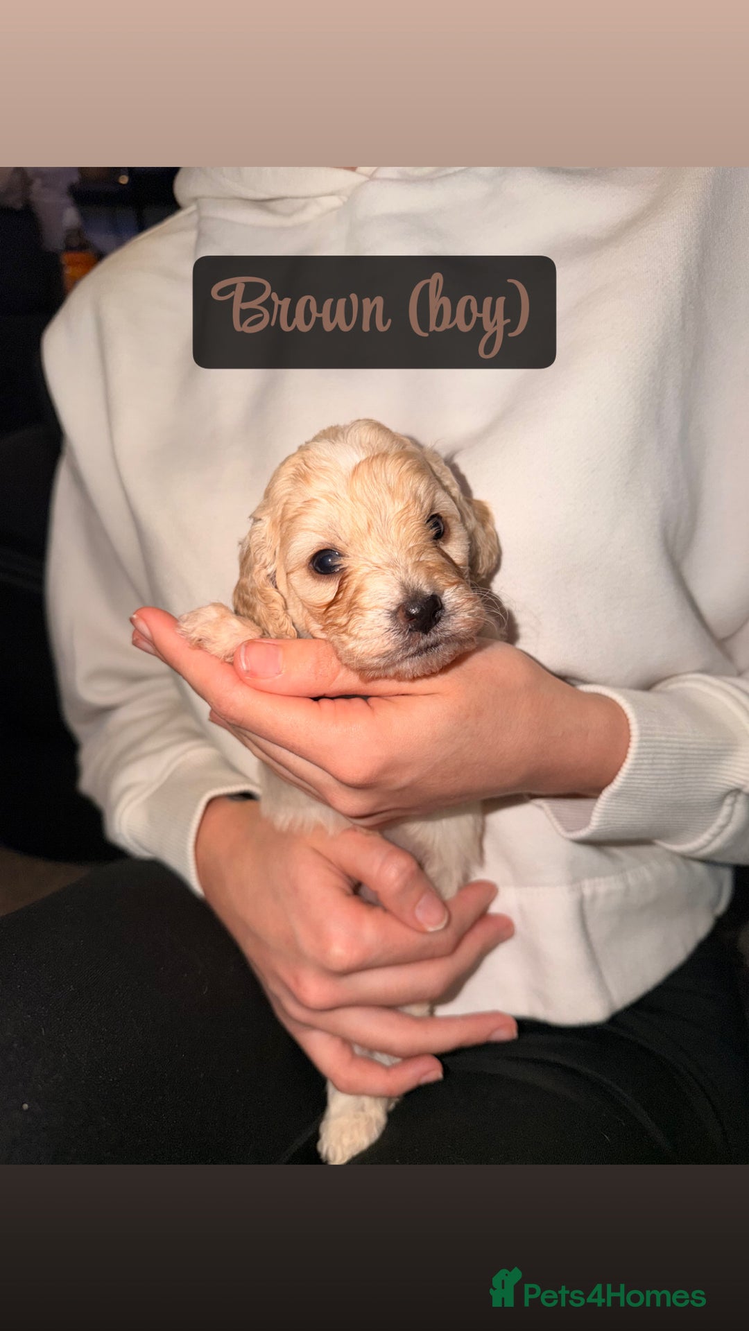 Cockapoo dogs for sale: F2 Toy cockapoo - Advert 8