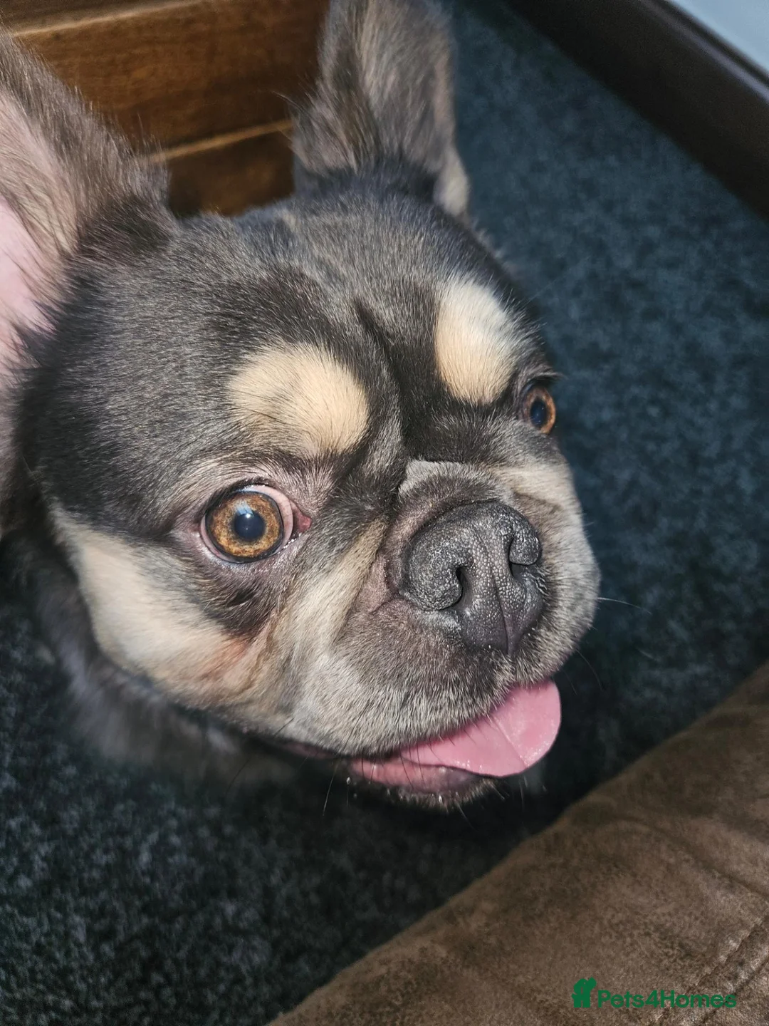 French Bulldog dogs for stud: Fluffy french bulldog in Brigg - Advert 6