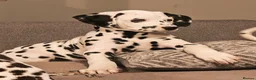 Dalmatian dogs for sale: Ready now - fully vaccinated, Champion bred - Advert 25