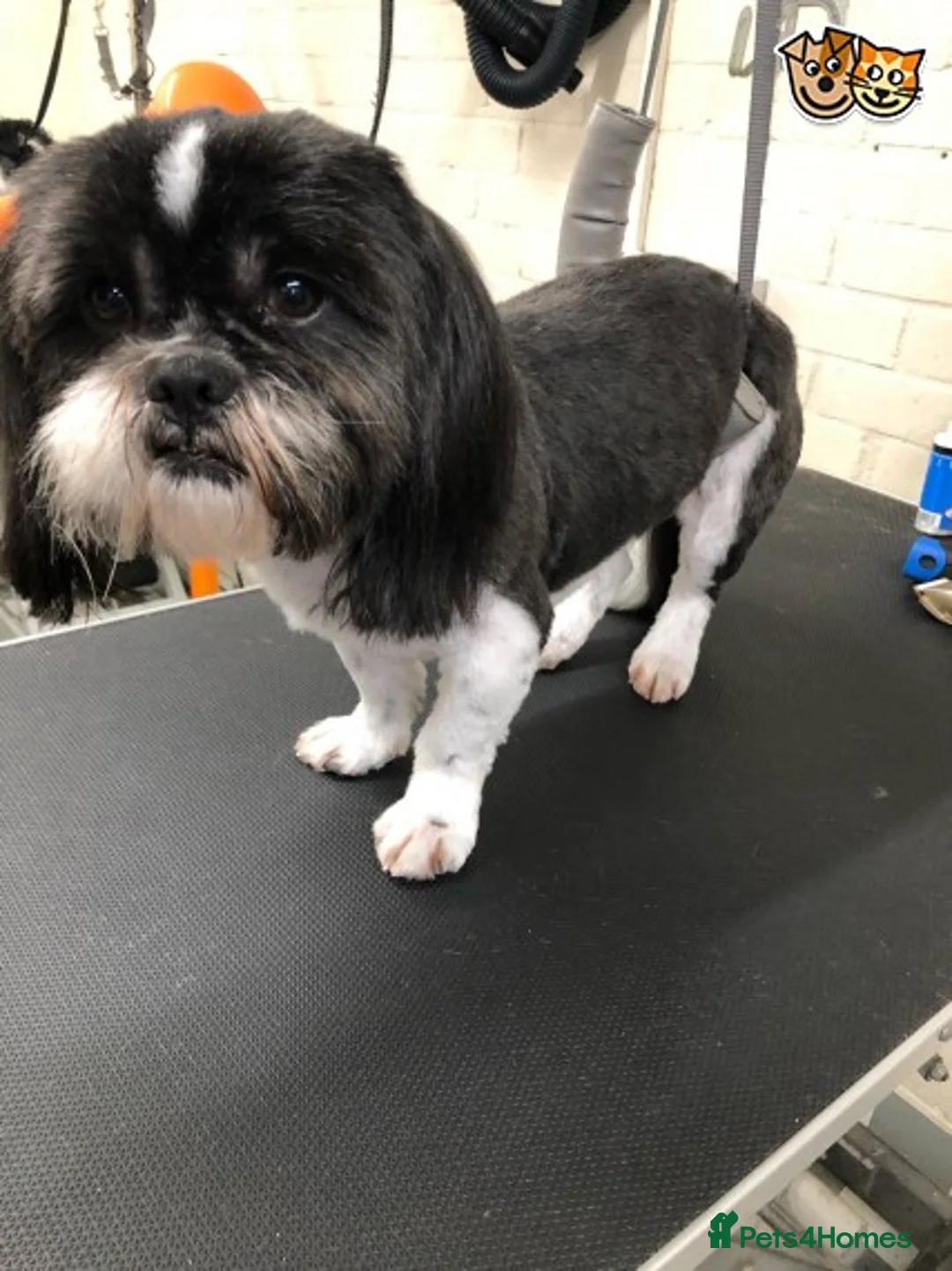Shih Tzu dogs for stud: Memphis Shihtzu Stud + Free Scan in Ely - Advert 3