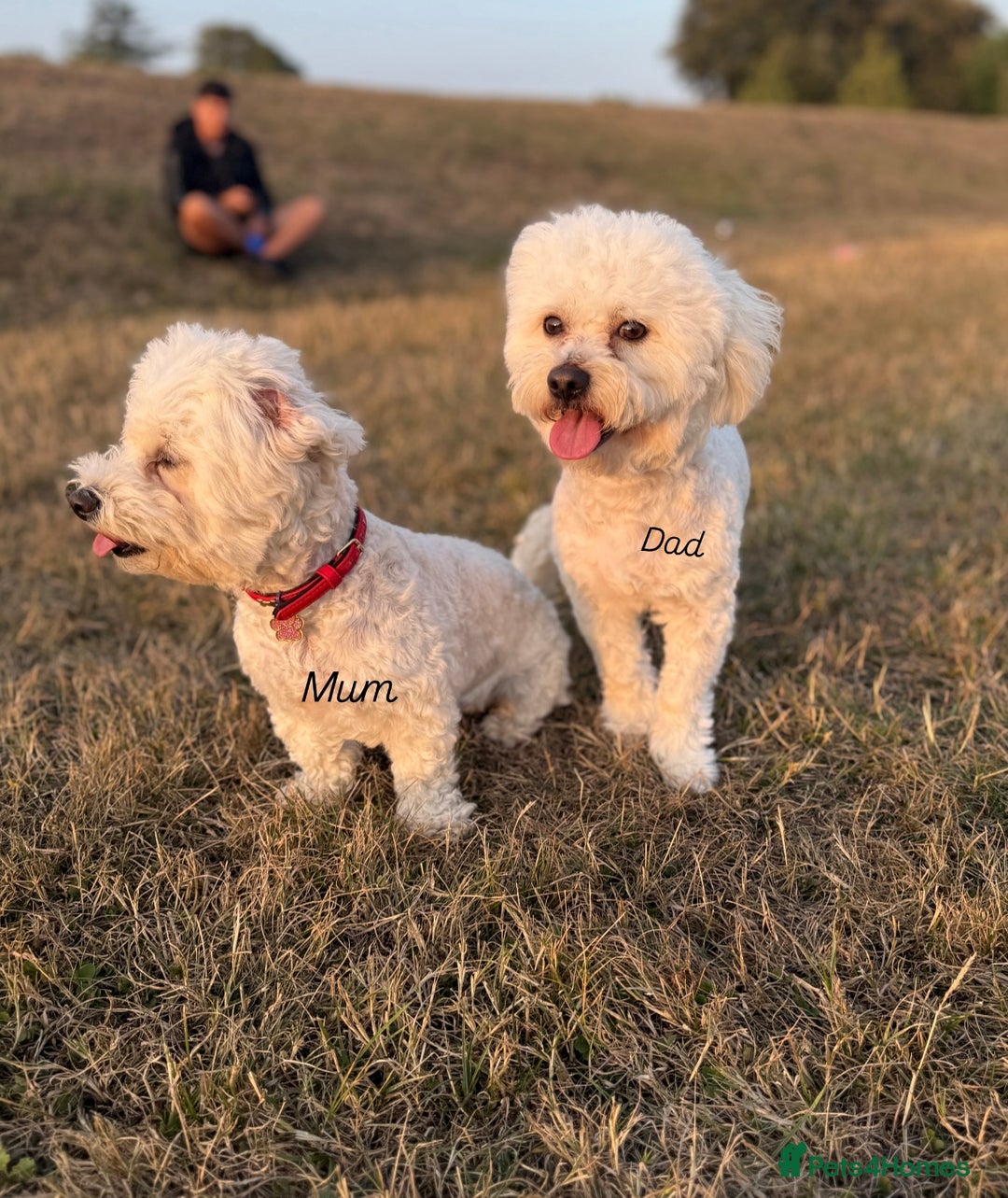 Bichon Frise dogs for sale: Bichon Frise Puppies  - Advert 17