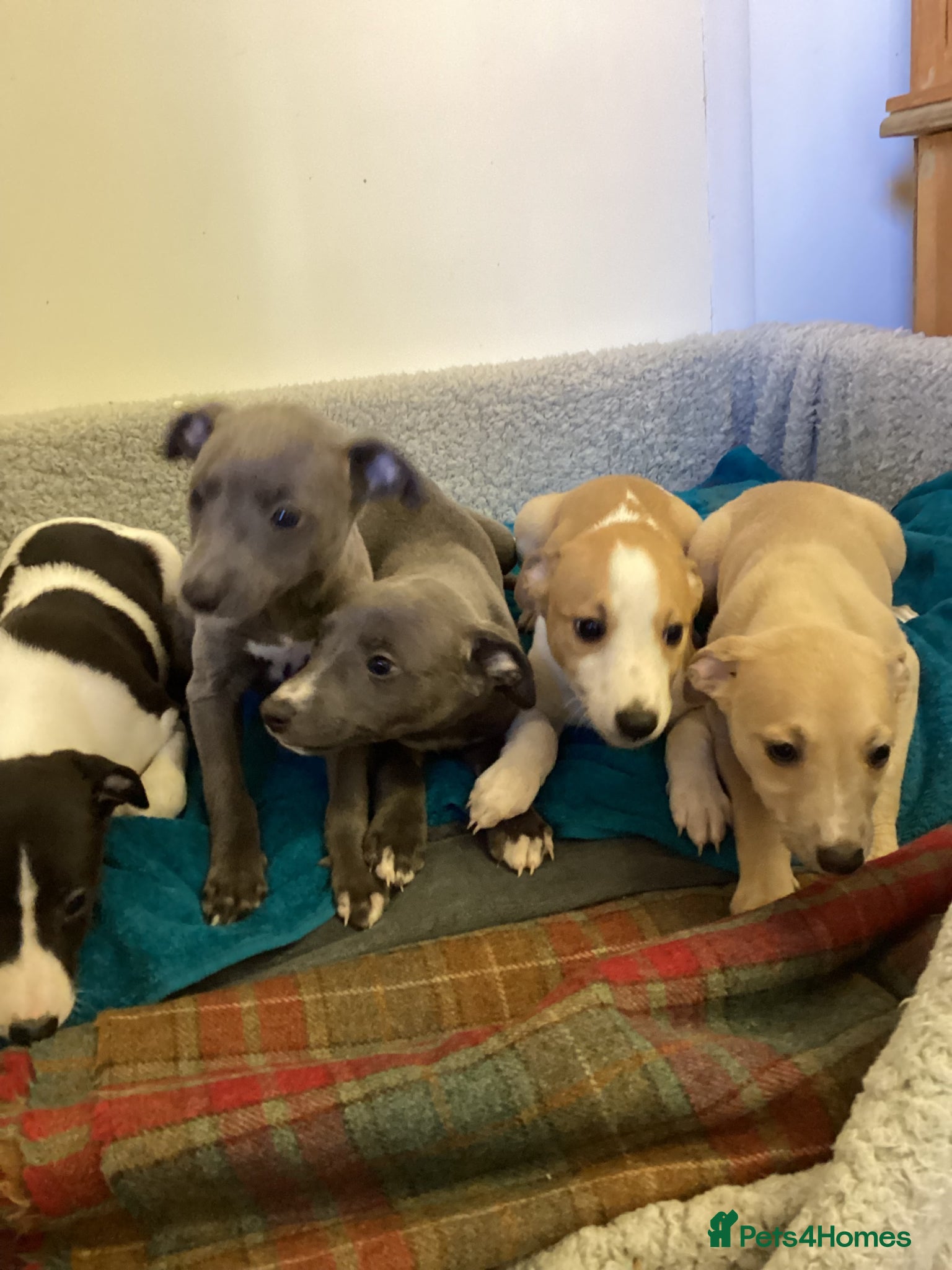 Whippet dogs Whippet  - Advert 1