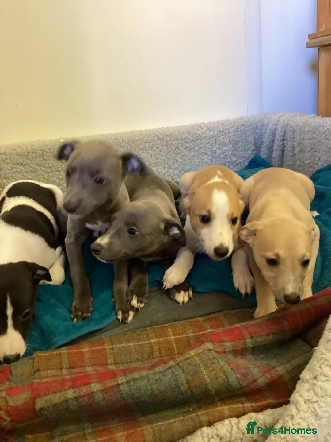 Whippet dogs for sale: Whippet  - Advert 1