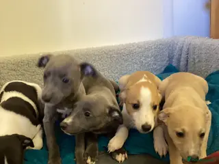 Whippet dogs Whippet - Advert 1