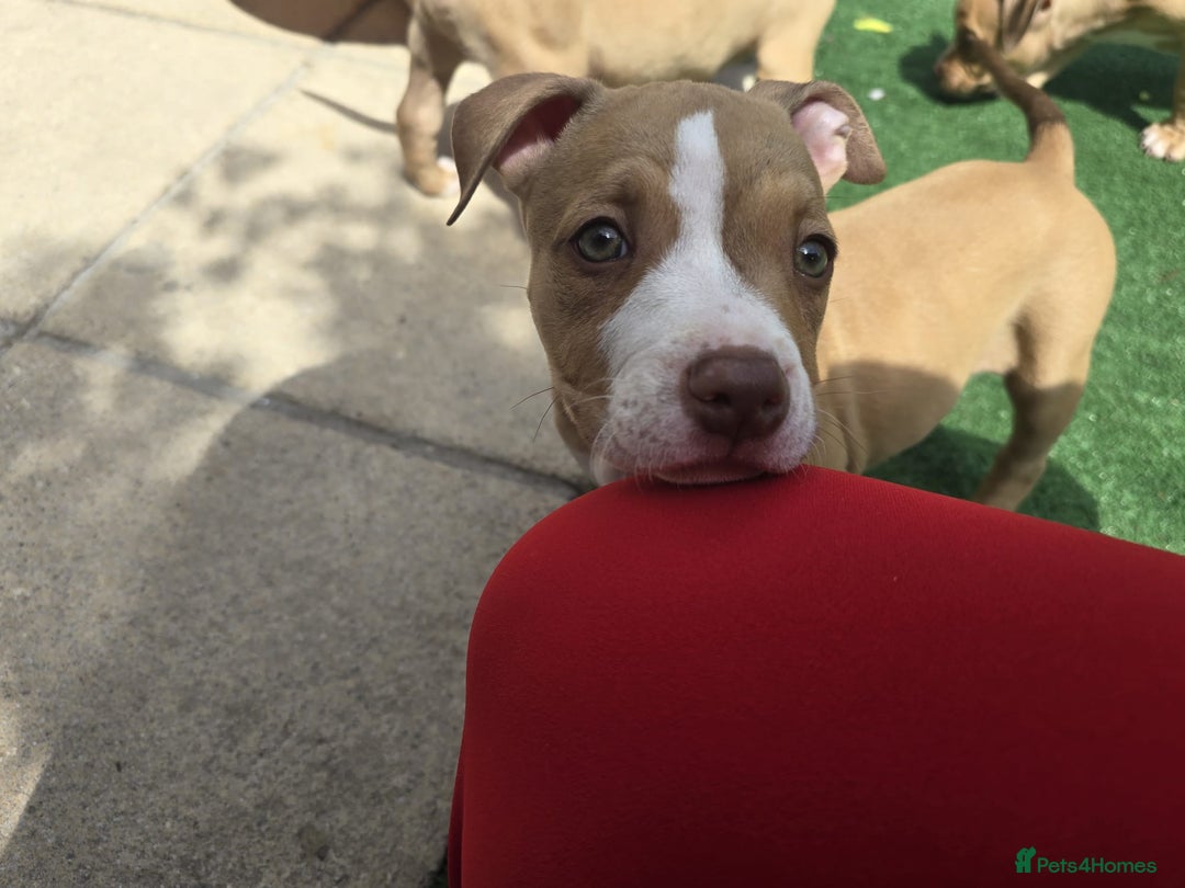 American Bully dogs for sale: Super chunky pocket bullies Ready to leave! - Image 24