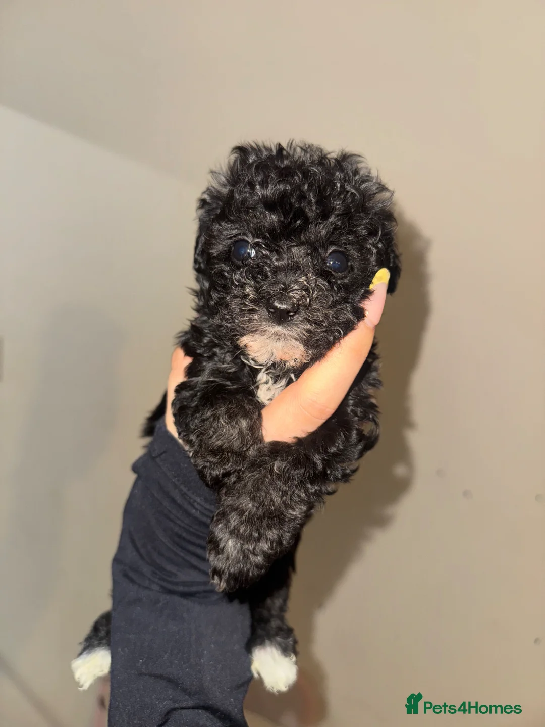 Mixed Breed dogs for sale: 2 boys for sale  - Advert 2