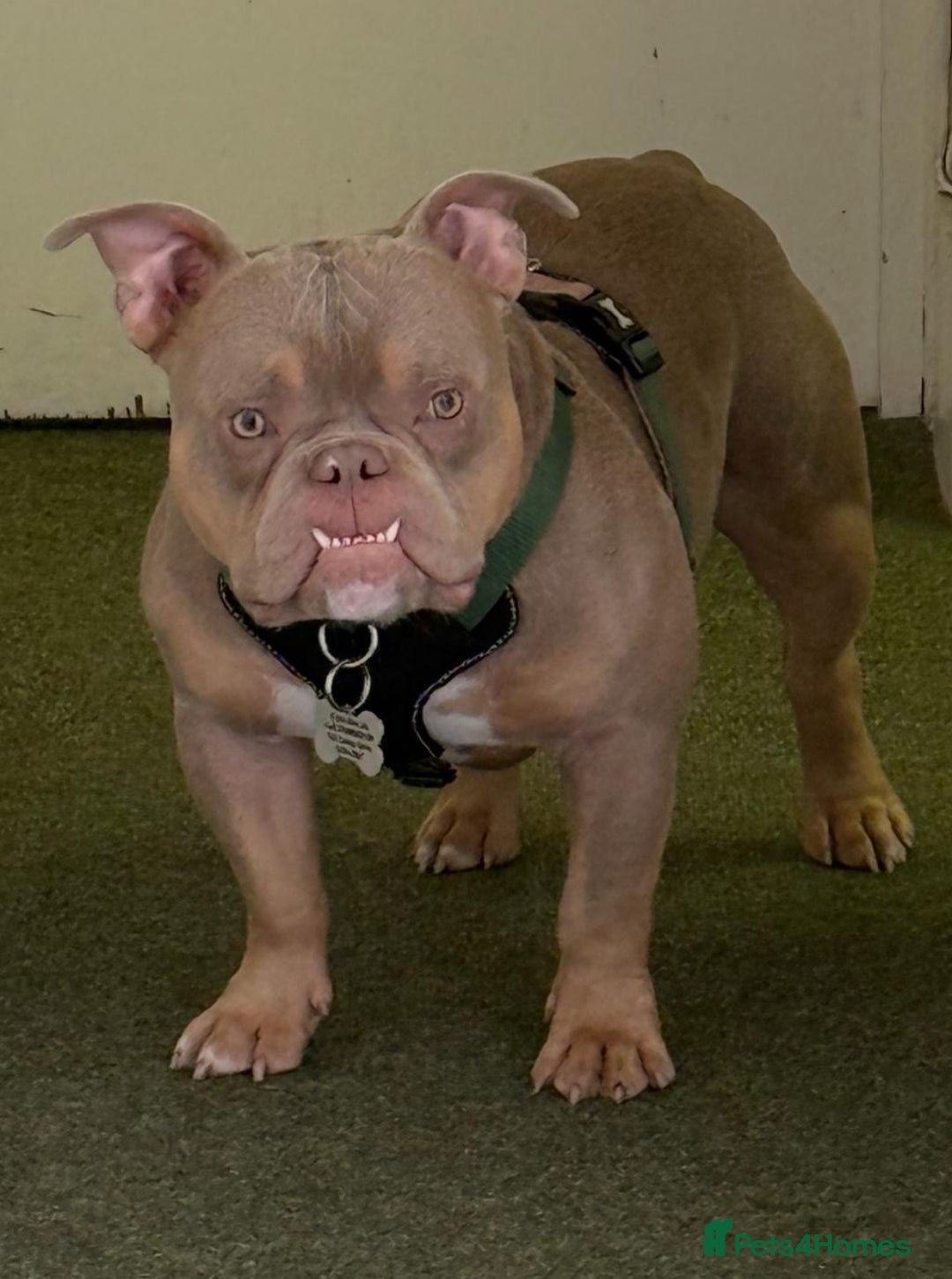 American Bully dogs for sale: Exotic Bully pup - Advert 1