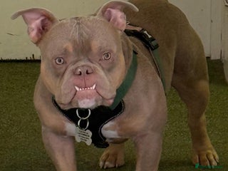 American Bully dogs Exotic Bully pup - Advert 3