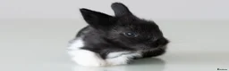 Lionhead rabbits for sale: *Reduced* Quality Double-maned Lionhead Rabbits - Advert 7