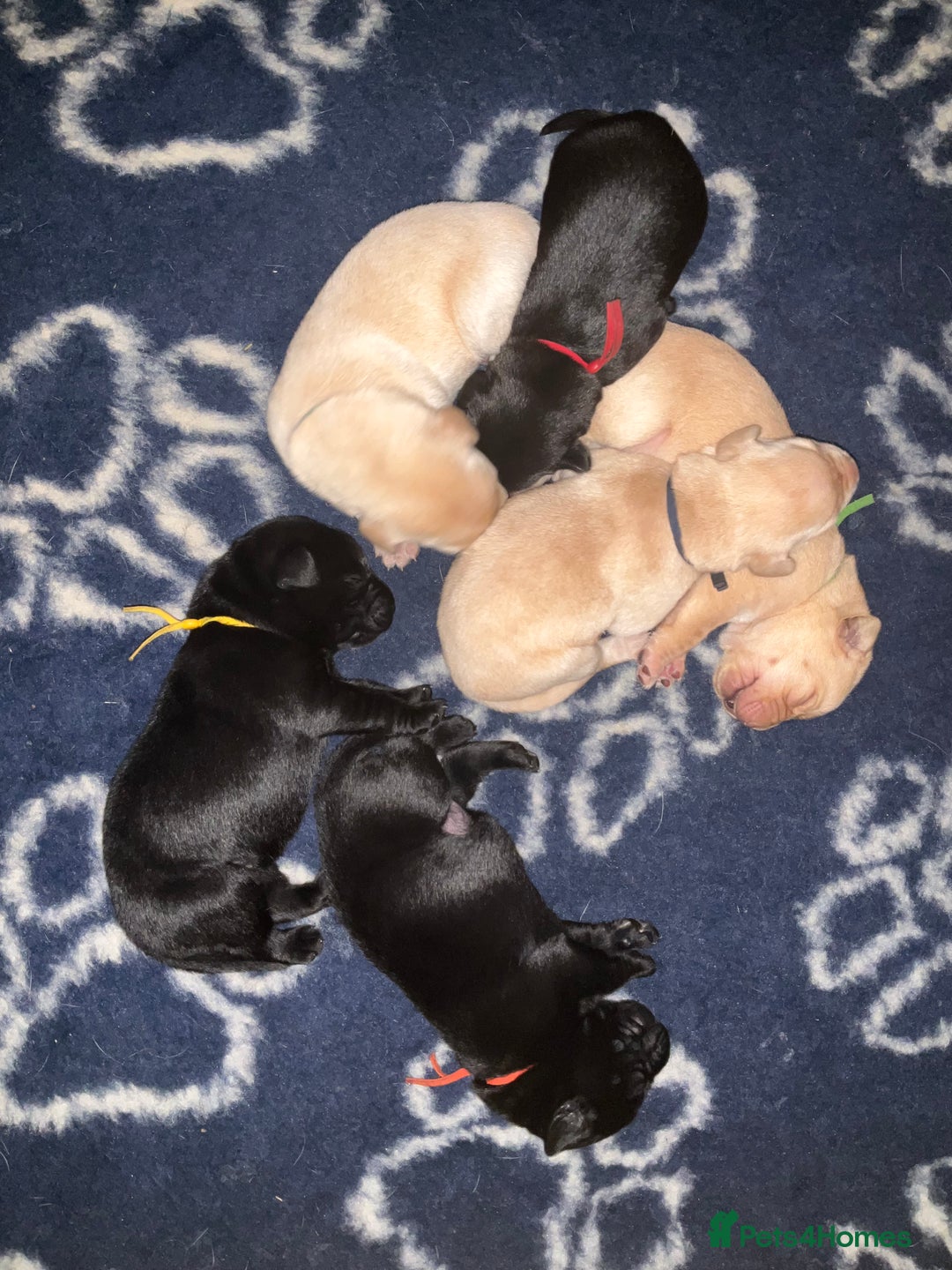 Labrador Retriever dogs for sale: KC Registered Labrador Retriever Puppies - Advert 6