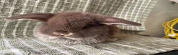 Mini Lop rabbits for sale: Mini lops does ready to reserve  - Advert 3