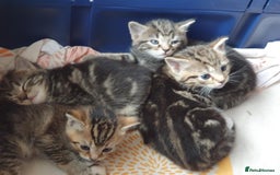 Mixed Breed cats for sale: Cute kittens  - Image 3