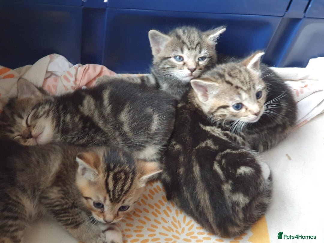 Mixed Breed cats for sale: Cute kittens  - Image 3