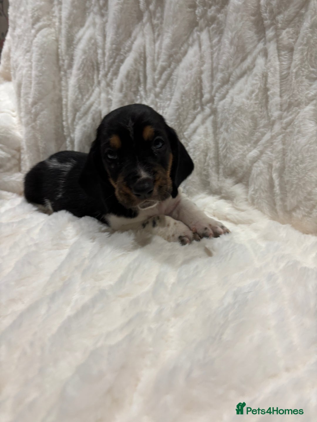 Basset Hound dogs for sale: Bassett hound puppies  - Advert 17