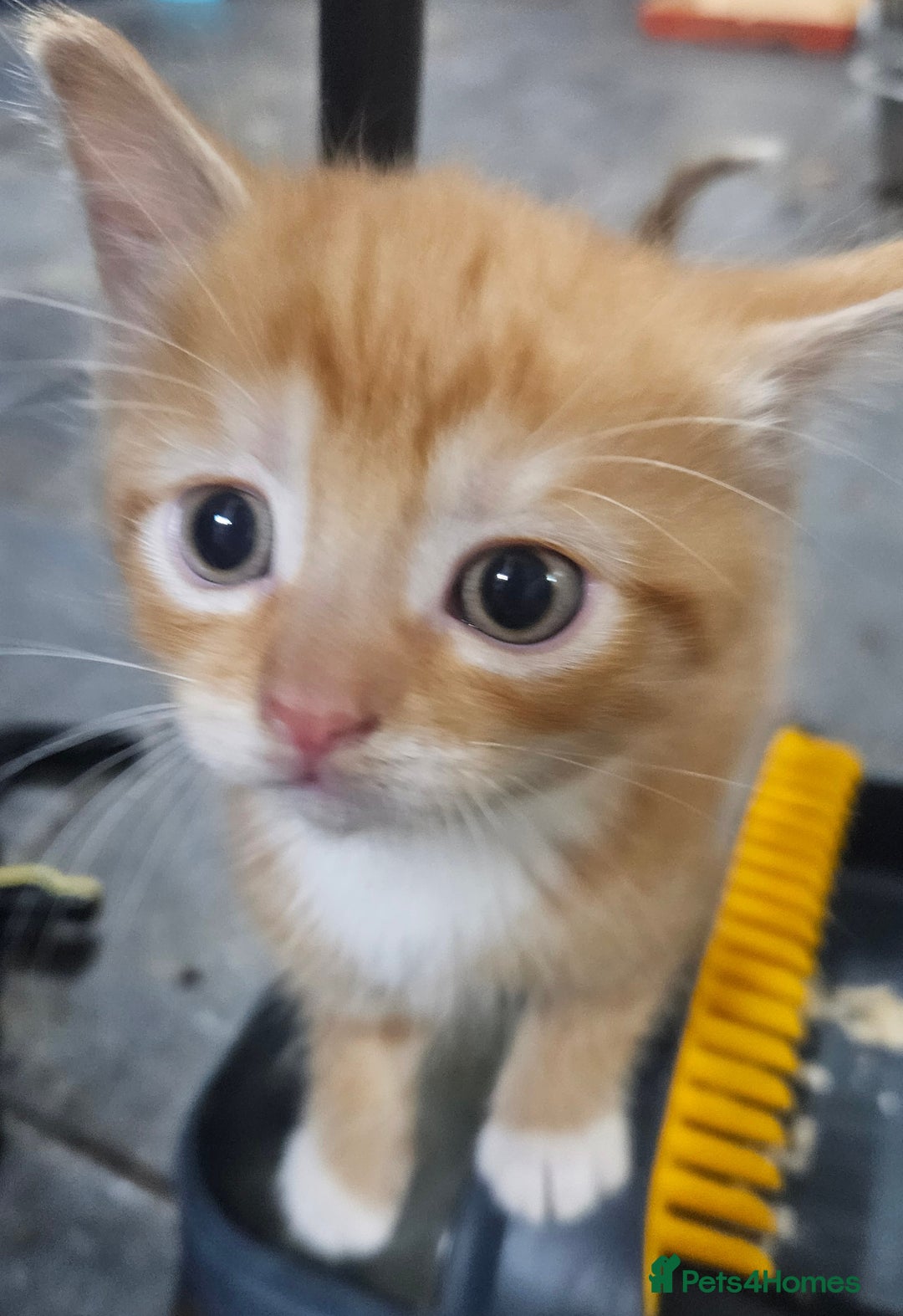 Mixed Breed cats for sale: 4 Fab Kittens READY NOW - Image 3