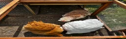 Chickens poultry for sale: 3 point of lay hens  - Advert 2