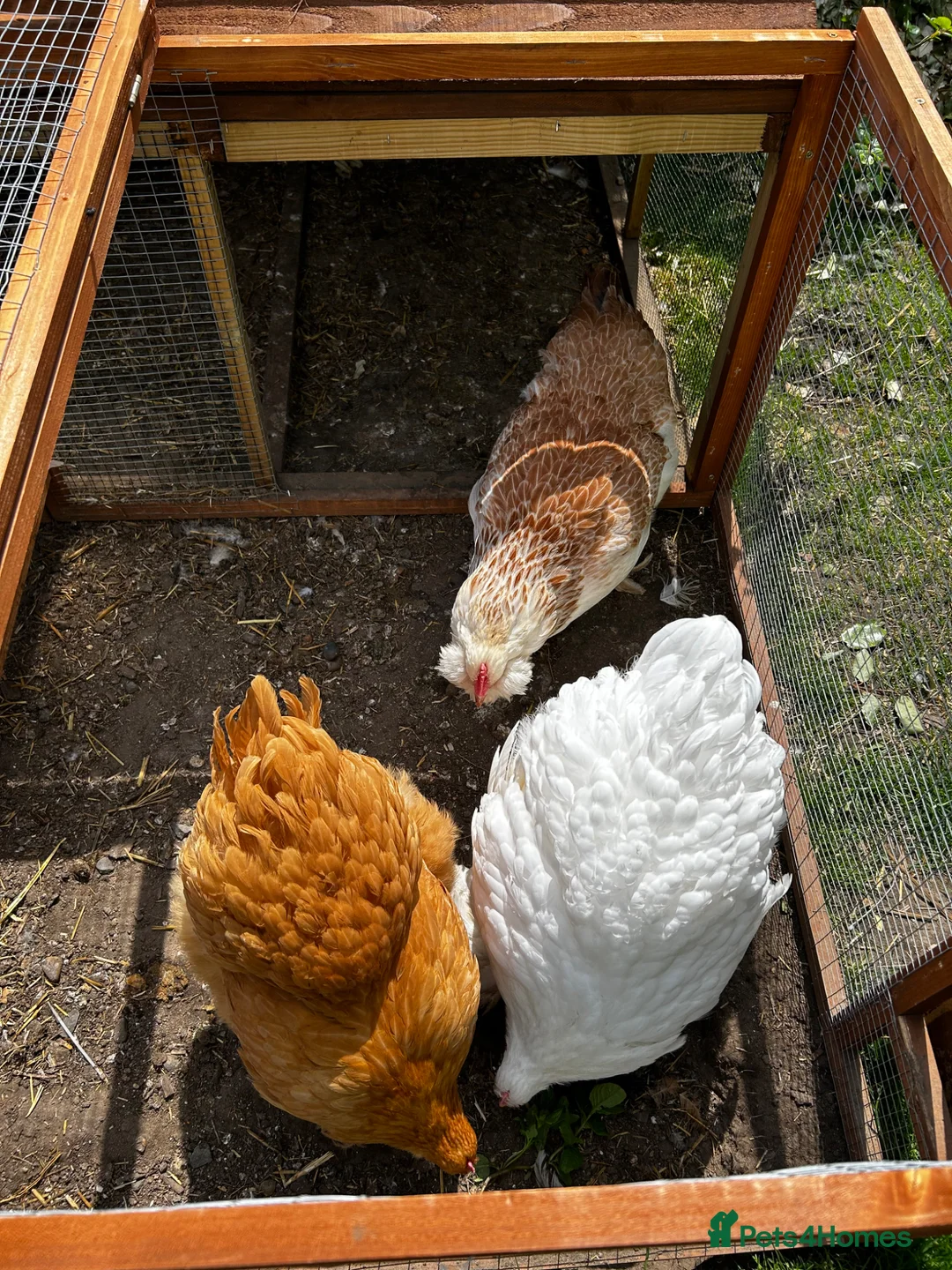 Chickens poultry for sale: 3 point of lay hens  - Advert 2