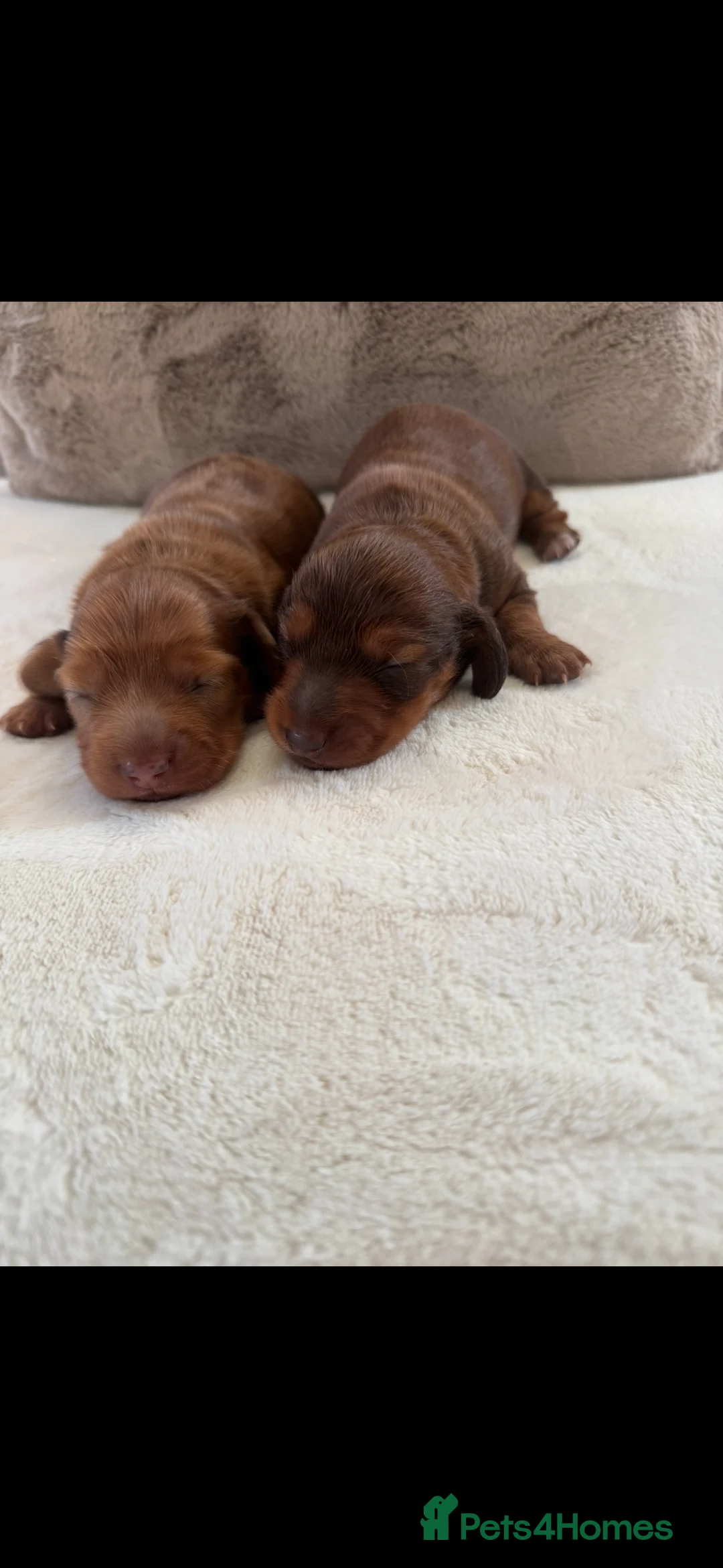 Miniature Dachshund dogs for sale: Long Haired ( Choclate Based ) Mini Dachshunds  - Advert 10