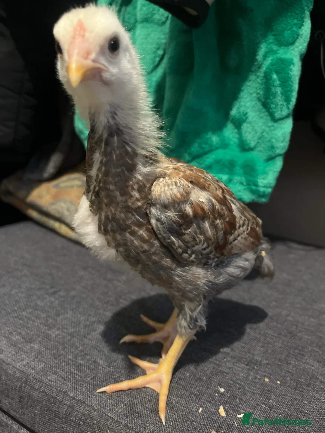 Chickens poultry for sale: Aseel x leghorn and aseel x light sussex chiks  in Bristol - Advert 2