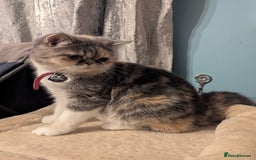 Exotic cats for sale: Ideal pet looking for loving home - Image 4