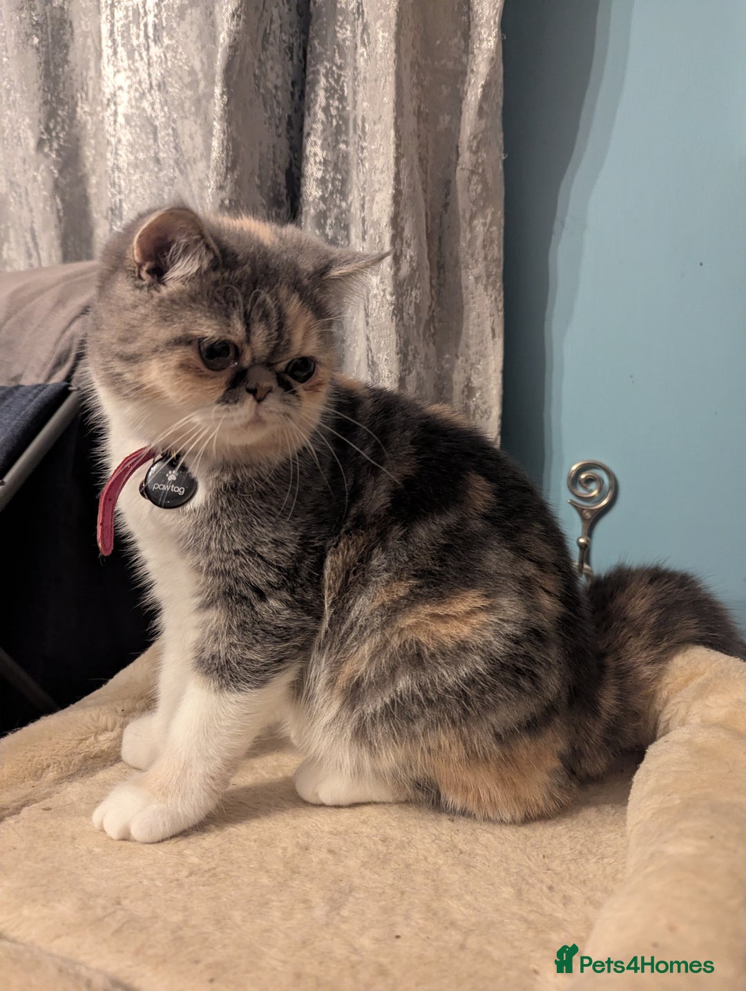 Exotic cats for sale: Ideal pet looking for loving home - Image 4