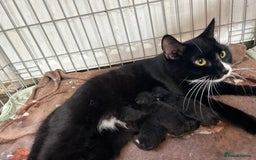 Mixed Breed cats for sale: 6 beautiful babies  - Image 1