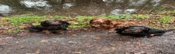Cocker Spaniel dogs for stud: Working Cocker Spaniel Stud (proven) - Advert 21
