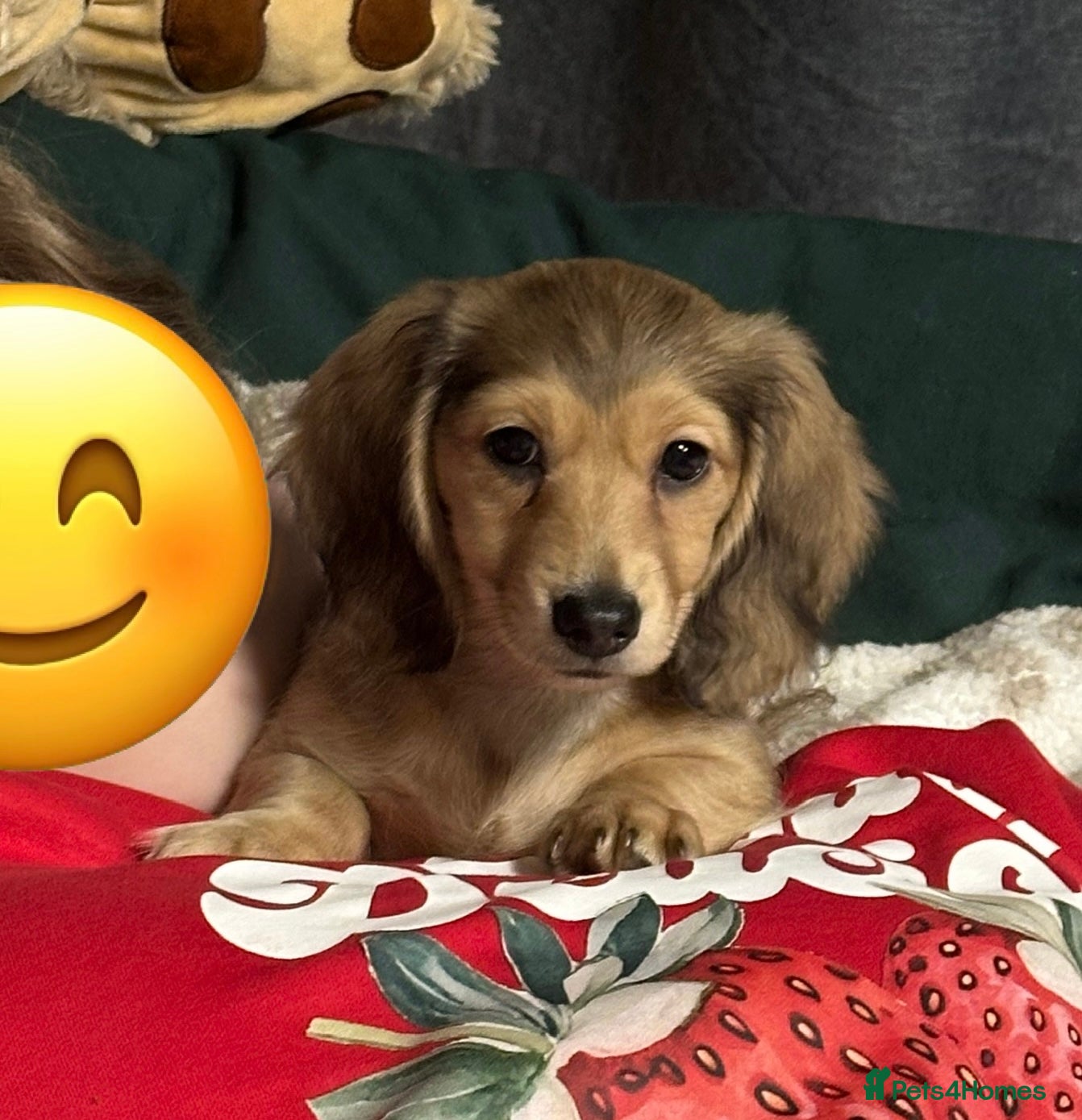 Miniature Dachshund dogs PRA Clear Mini Longhair Cream One Baby Boy Left… - Advert 15