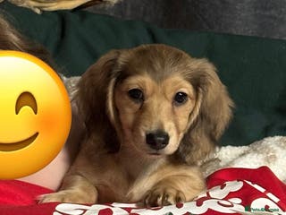 Miniature Dachshund dogs PRA Clear Mini Longhair Cream One Baby Boy Left… - Advert 15