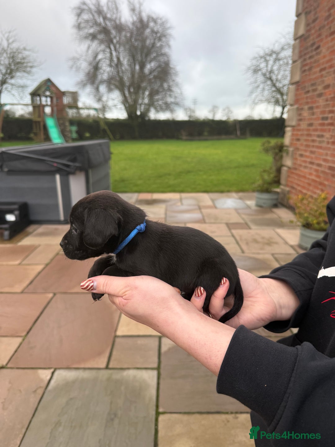 Mixed Breed dogs for sale: COCKER SPANIEL X PATERDALE TERRIER - Advert 3