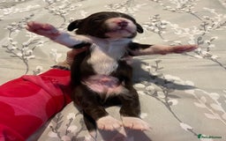 Mixed Breed dogs for sale: Sprollies - Image 26