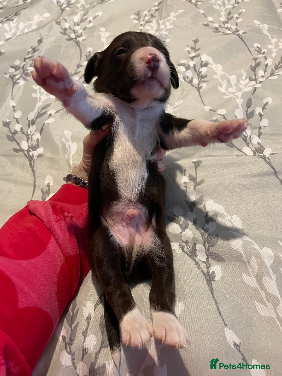 Mixed Breed dogs for sale: Sprollies - Image 26