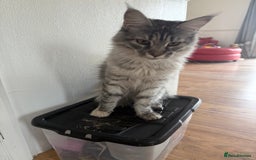 Maine Coon cats for sale: Two Maine Coon Kittens - Image 6