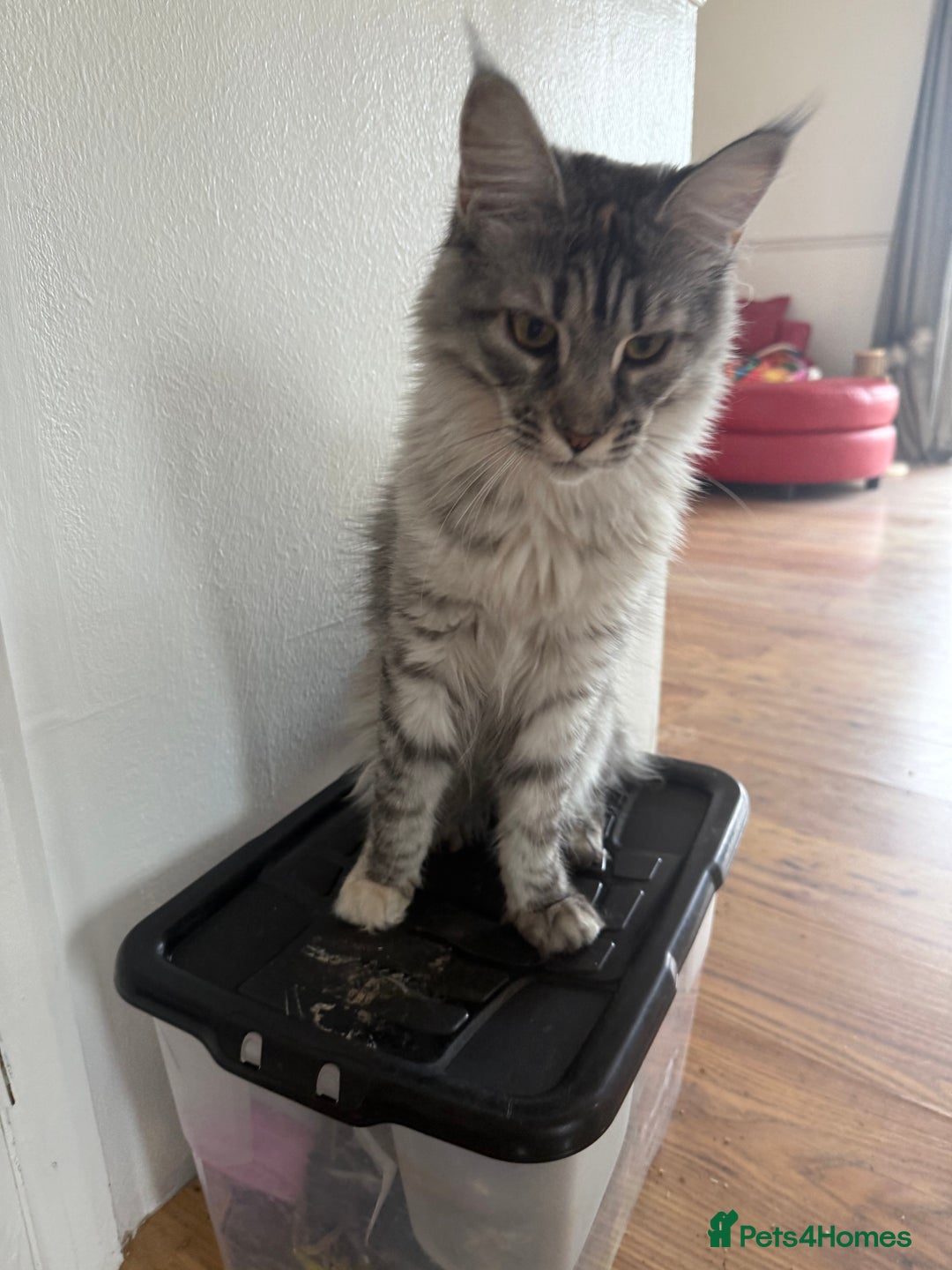 Maine Coon cats for sale: Two Maine Coon Kittens - Image 6