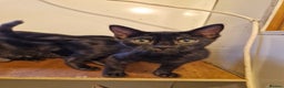 Mixed Breed cats for sale: Bengal, Siamese mix. 7/8ths Bengal 1 /8th Siamese  - Advert 13