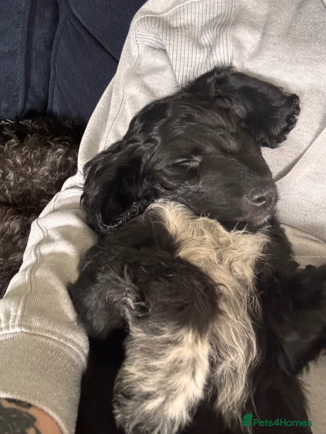 Cockapoo dogs for sale: F2 Cockapoo Pup - last boy left  - Advert 2