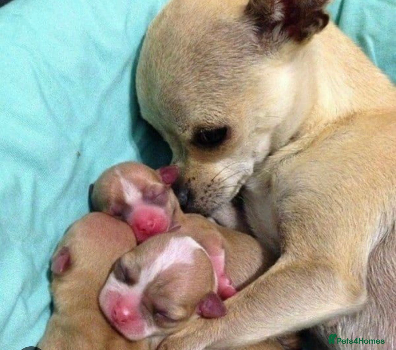 Chihuahua dogs Are beautiful 12 week old Chihuahua girl - Advert 1