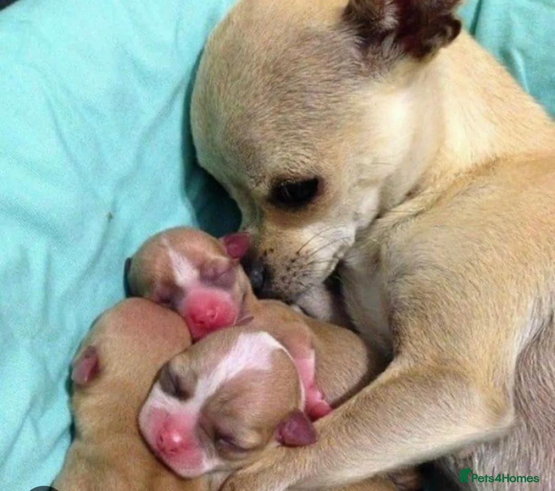 Chihuahua dogs for sale: Are beautiful 12 week old Chihuahua girl - Advert 1