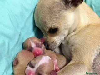 Chihuahua dogs Are beautiful 12 week old Chihuahua girl - Advert 1