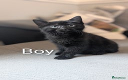 Mixed Breed cats for sale: 🐾 Two adorable kittens boys looking for home - Image 7