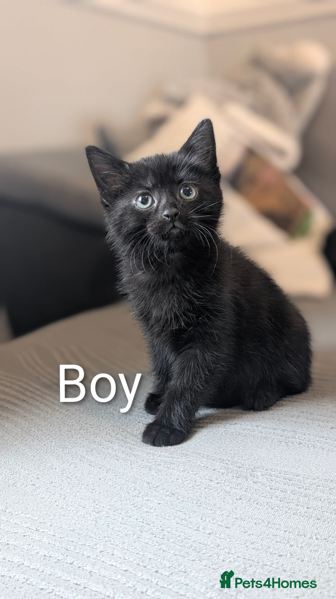 Mixed Breed cats for sale: 🐾 Two adorable kittens boys looking for home - Image 7