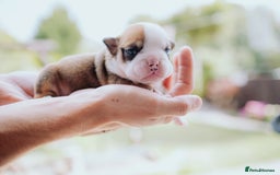 English Bulldog dogs for sale: Stunning litter of  English bulldog puppies - Image 12