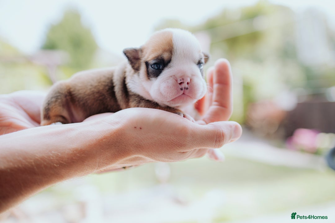 English Bulldog dogs for sale: Stunning litter of  English bulldog puppies - Image 12