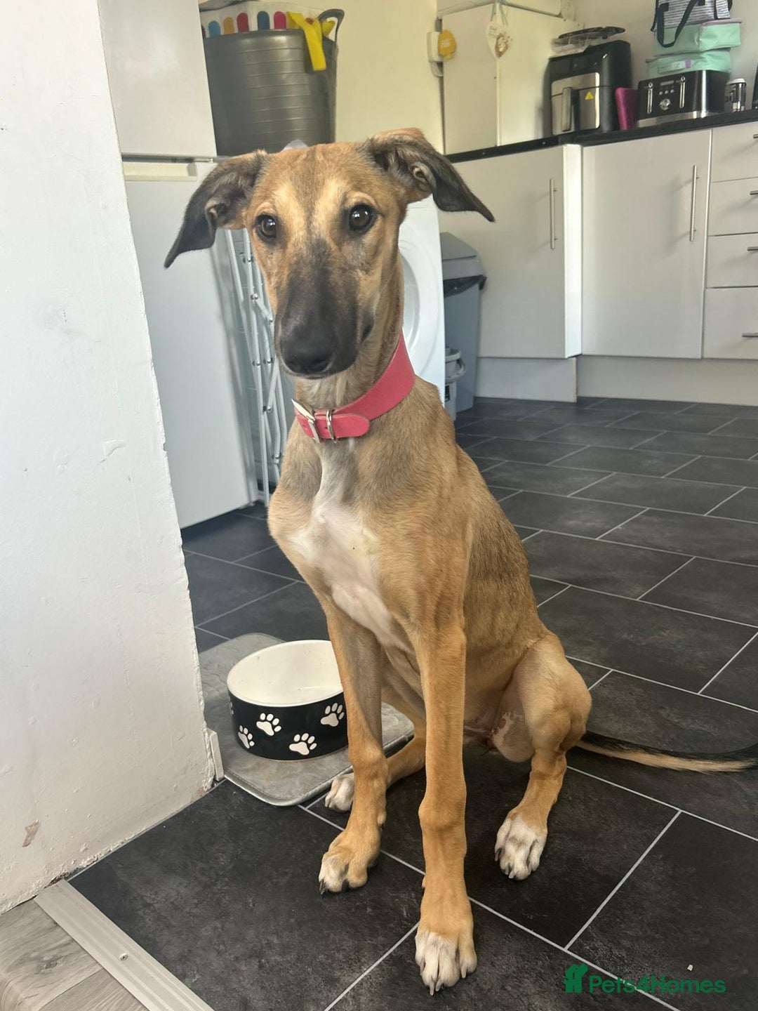 Lurcher dogs for sale: 17 month old lurcher  - Image 2