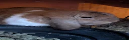 Mini Lop rabbits for sale: 2 male mini lops in Norwich - Advert 2
