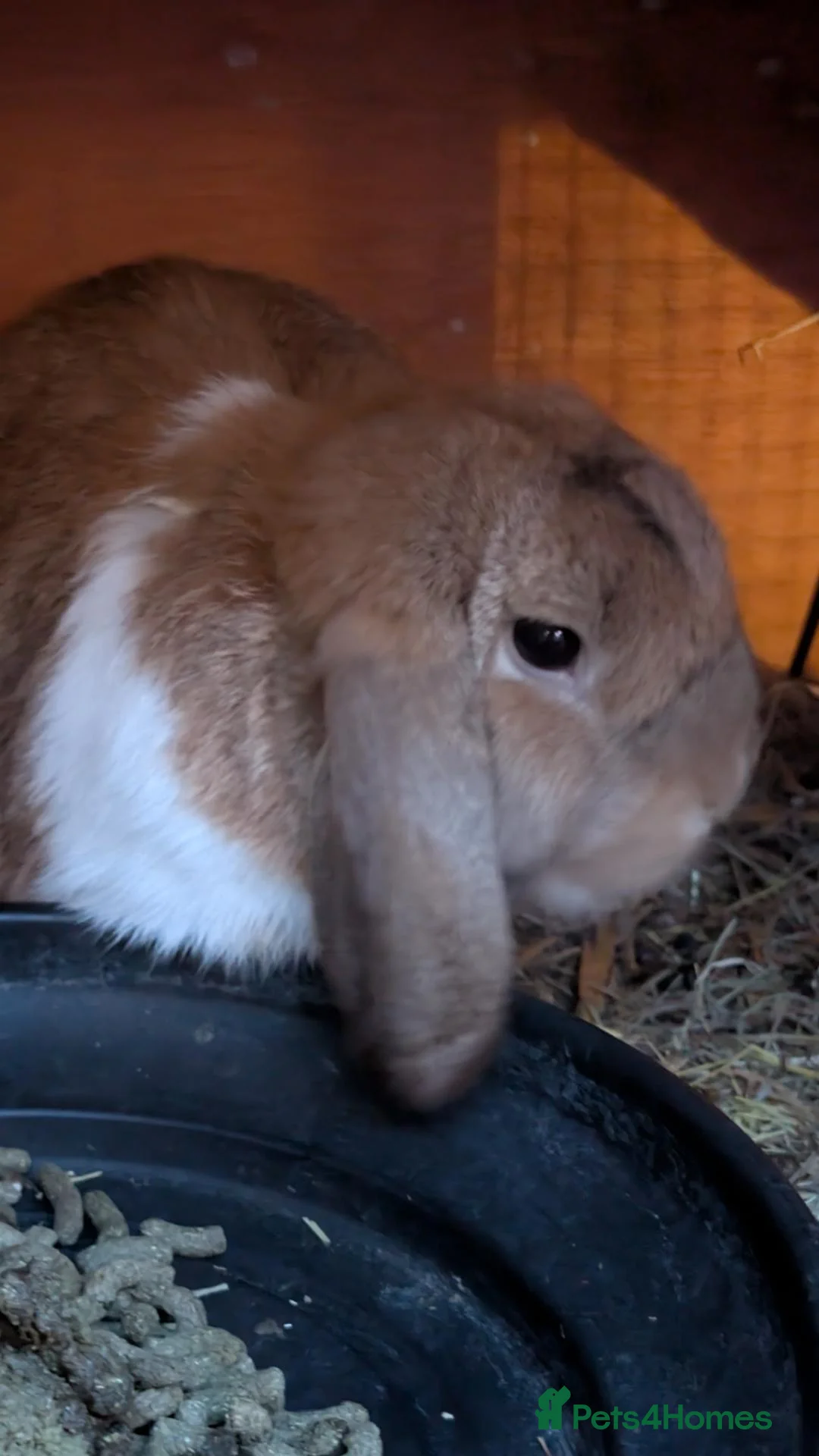 Mini Lop rabbits for sale: 2 male mini lops in Norwich - Advert 2