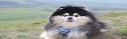 Pomsky dogs for stud: F2 4.5kg Russian Imported Pomsky for Stud - Advert 6