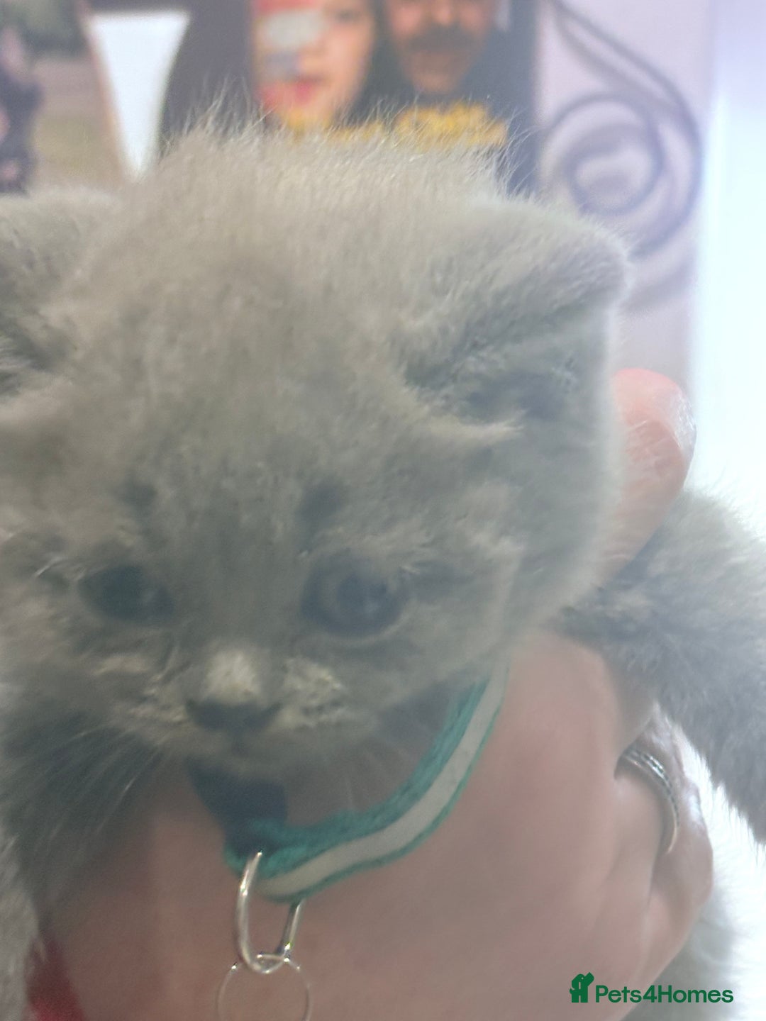 British Shorthair cats for sale: British Shorthair kittens  - Advert 15