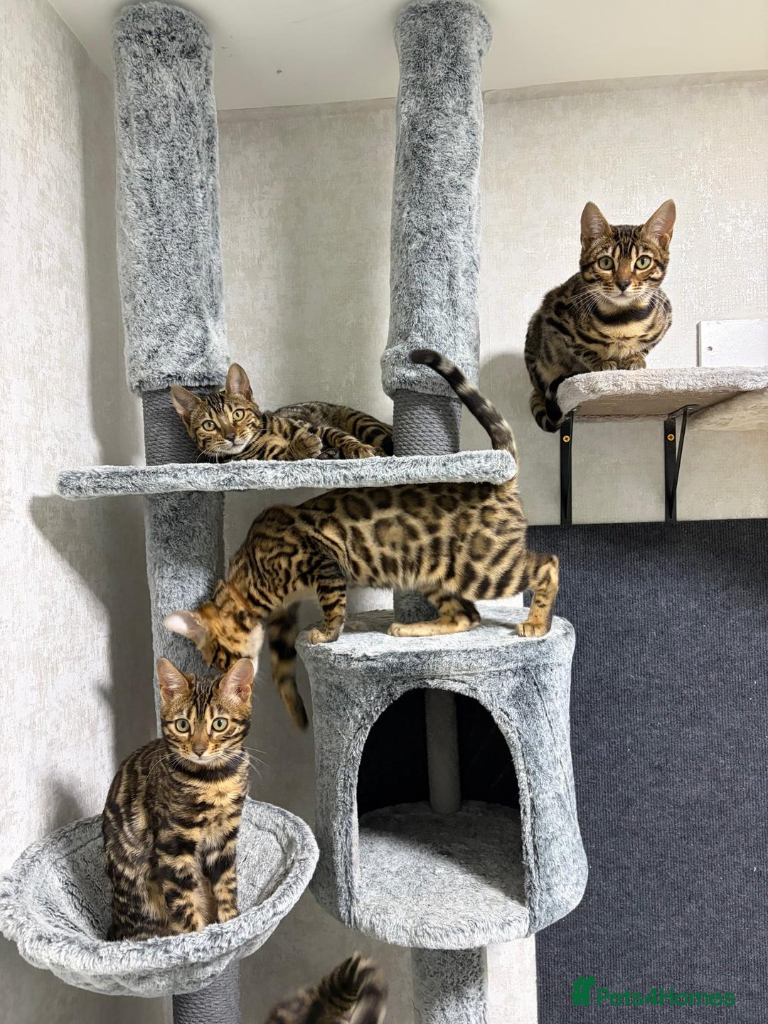 Bengal cats for sale: - Brown & Silver Bengals—Experienced Homes Only - Advert 27