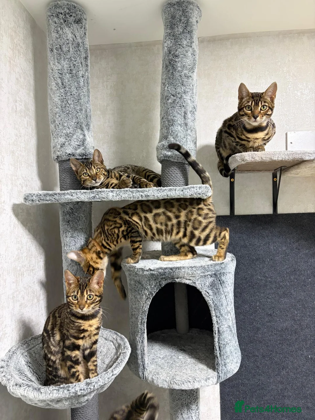 Bengal cats for sale: - Brown & Silver Bengals—Experienced Homes Only - Advert 27
